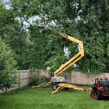 Best Tree Disease Treatment  in Hitchcock, TX