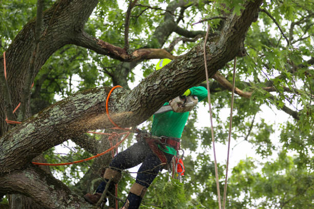 Reliable Hitchcock, TX Tree Care Solutions