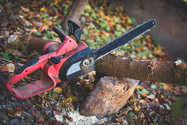 Best Tree Preservation Services  in Hitchcock, TX