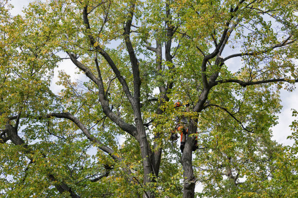 Best Root Management and Removal  in Hitchcock, TX