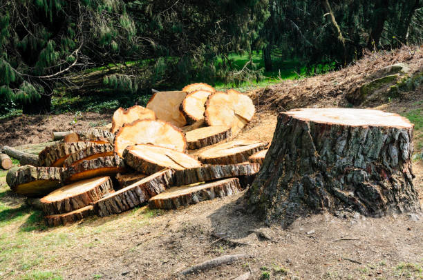 How Our Tree Care Process Works  in  Hitchcock, TX